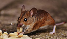 24 Hour & Emergency Exterminators in Askewville, NC